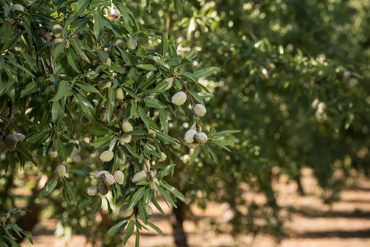 Central Valley almond orchard near Arvin, CA — manufactured home leveling in south Kern County